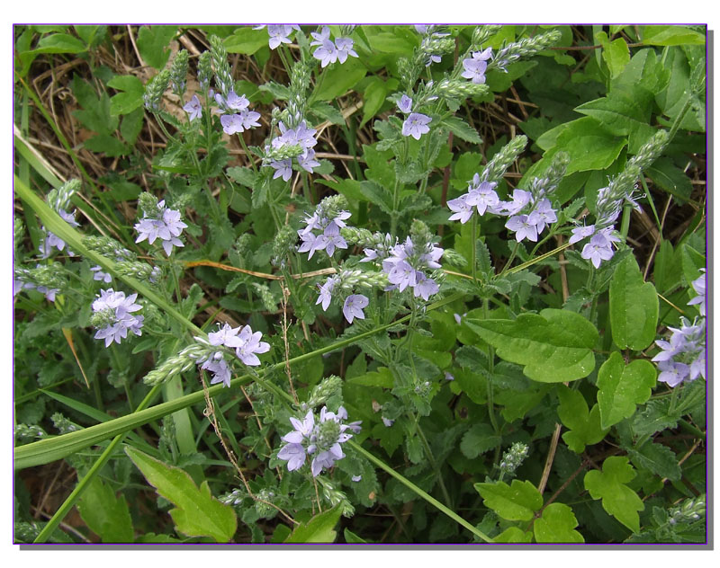 Veronica orsiniana / Veronica di Orsini